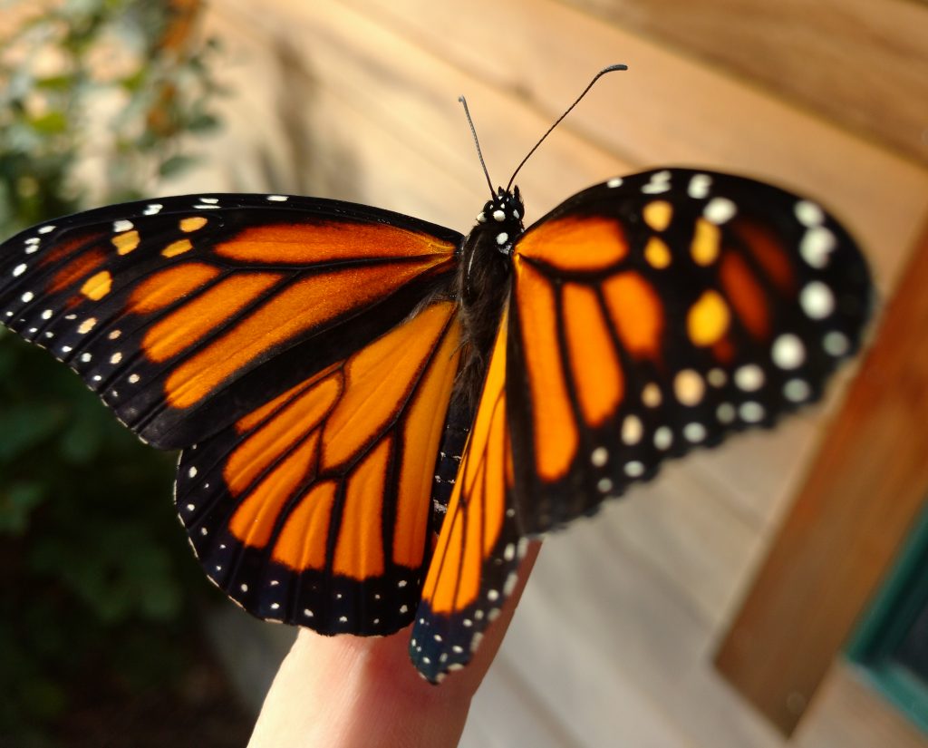 adult-monarch